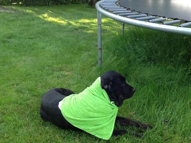 Labrador retriever Vedita ( verdens bedste hun ever ) savnet <3 R.I.P billede 16