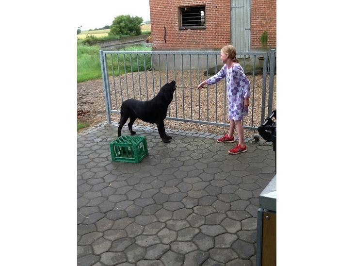 Labrador retriever Vedita ( verdens bedste hun ever ) savnet <3 R.I.P billede 14