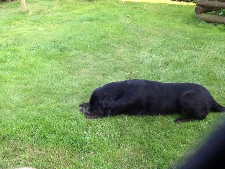Labrador retriever Vedita ( verdens bedste hun ever ) savnet <3 R.I.P billede 18