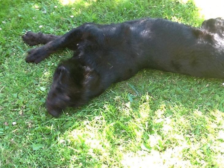 Labrador retriever Vedita ( verdens bedste hun ever ) savnet <3 R.I.P billede 24