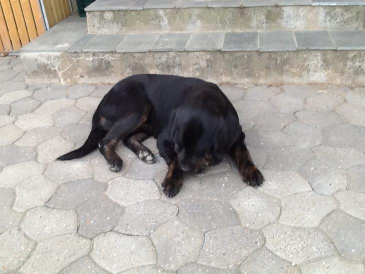 Labrador retriever Vedita ( verdens bedste hun ever ) savnet <3 R.I.P billede 26