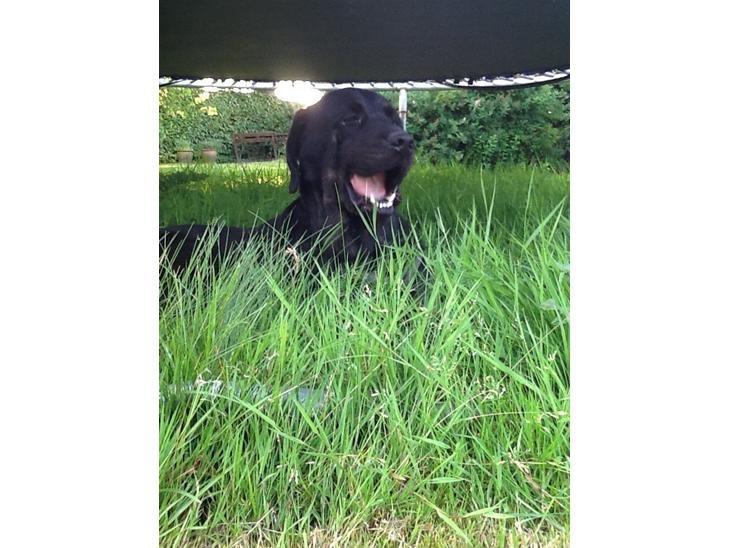 Labrador retriever Vedita ( verdens bedste hun ever ) savnet <3 R.I.P billede 19