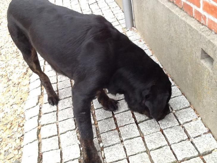 Labrador retriever Vedita ( verdens bedste hun ever ) savnet <3 R.I.P billede 27