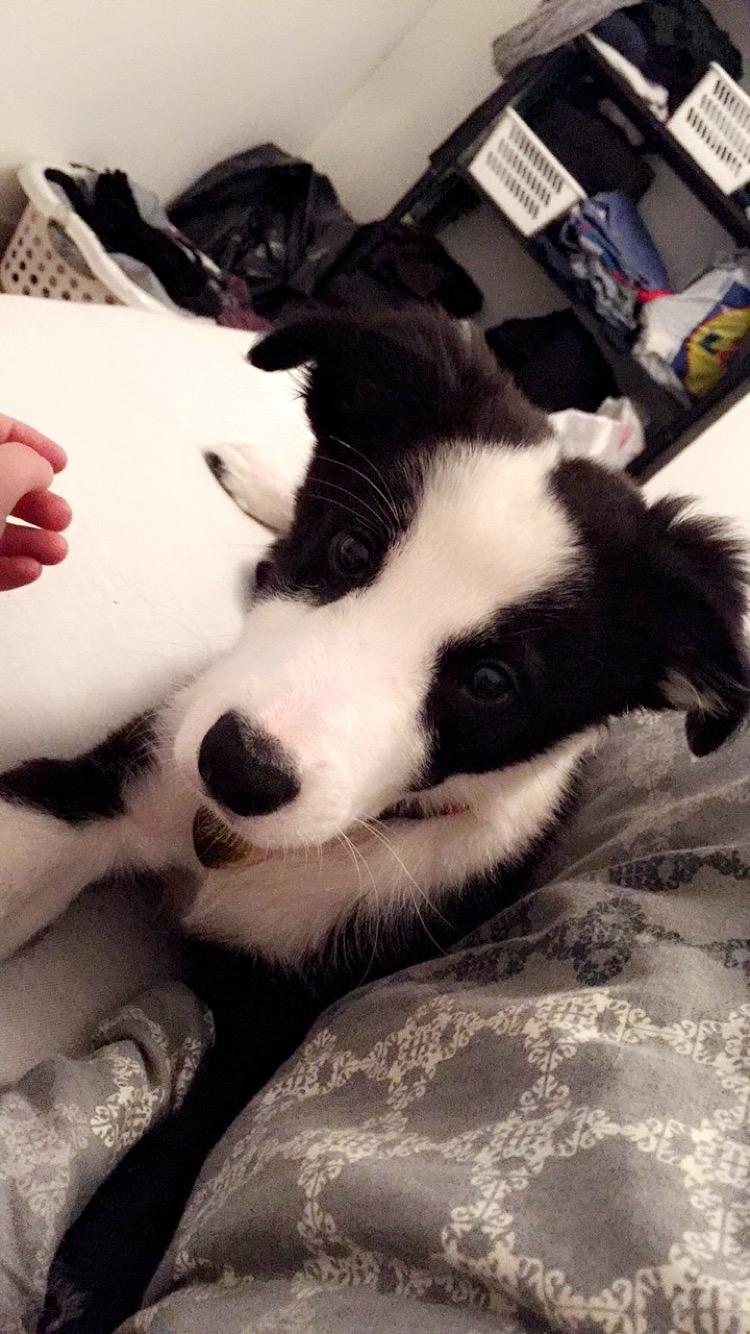 Border collie Hollie billede 26