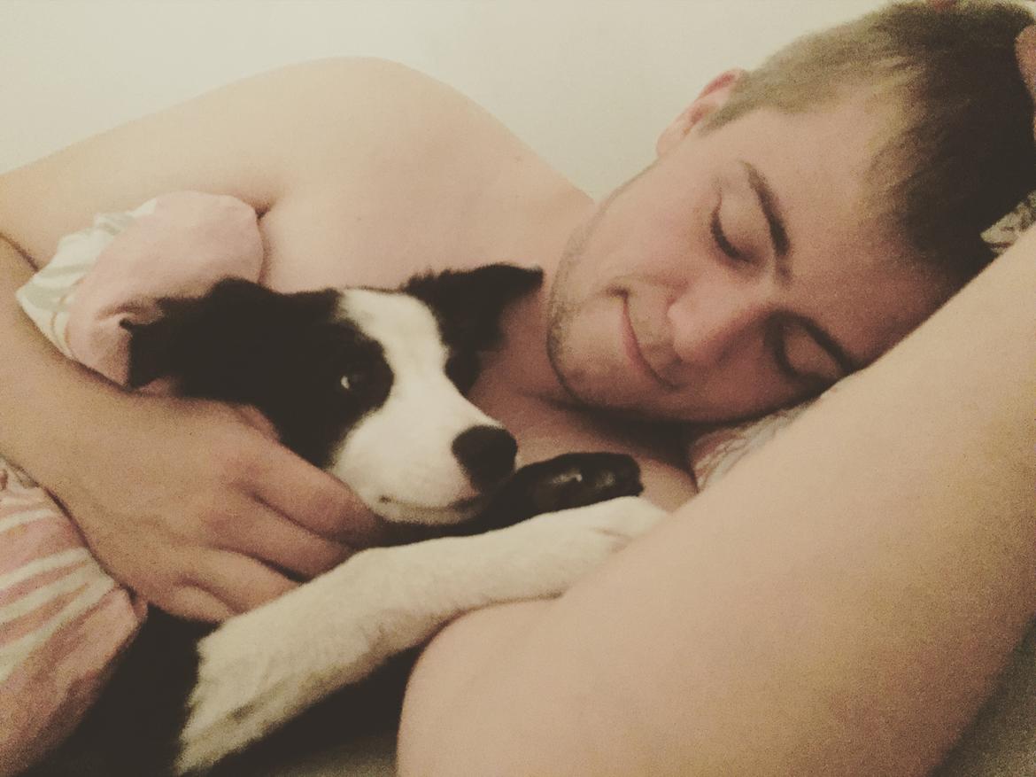 Border collie Hollie billede 27