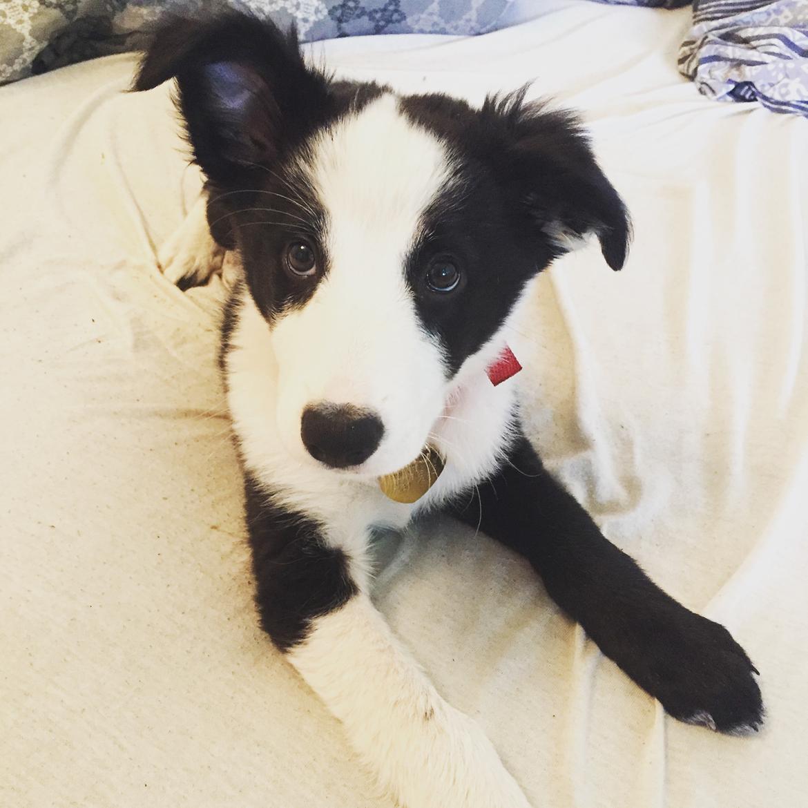 Border collie Hollie billede 28