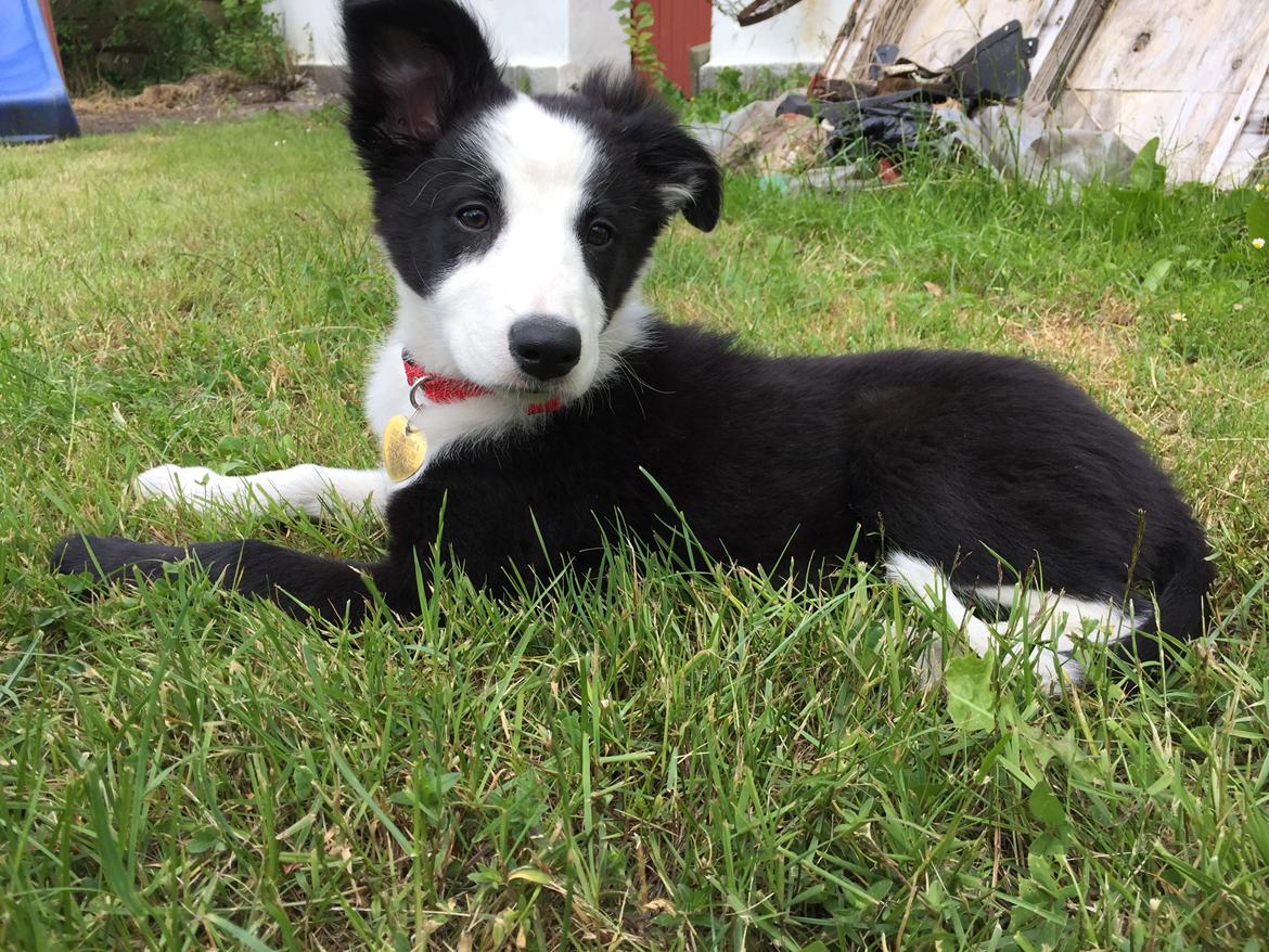 Border collie Hollie billede 29