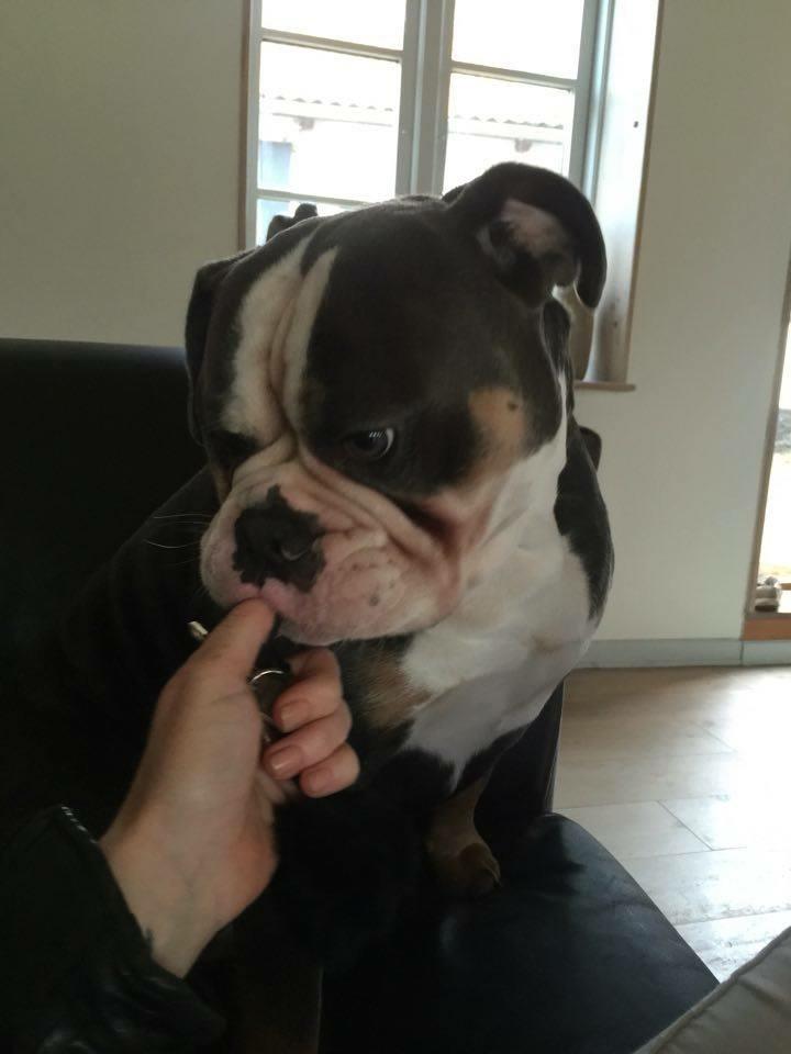 Olde english bulldogge Gundersen's Hugin billede 2