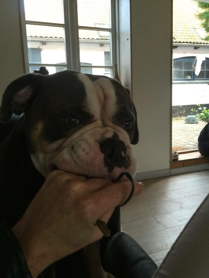 Olde english bulldogge Gundersen's Hugin billede 3