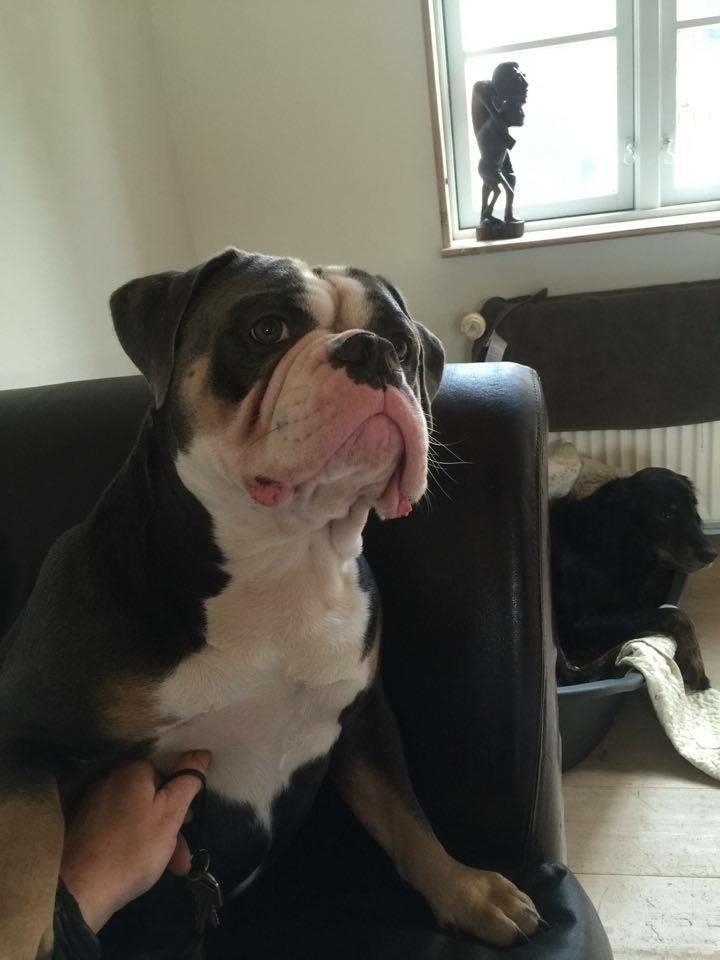 Olde english bulldogge Gundersen's Hugin billede 4