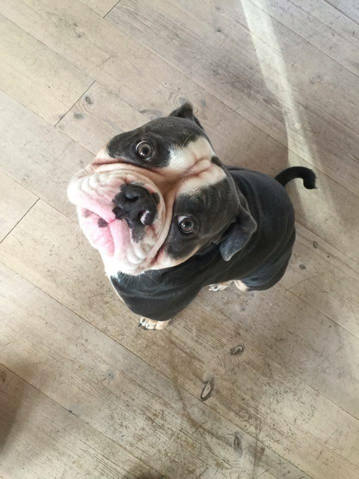 Olde english bulldogge Gundersen's Hugin billede 5