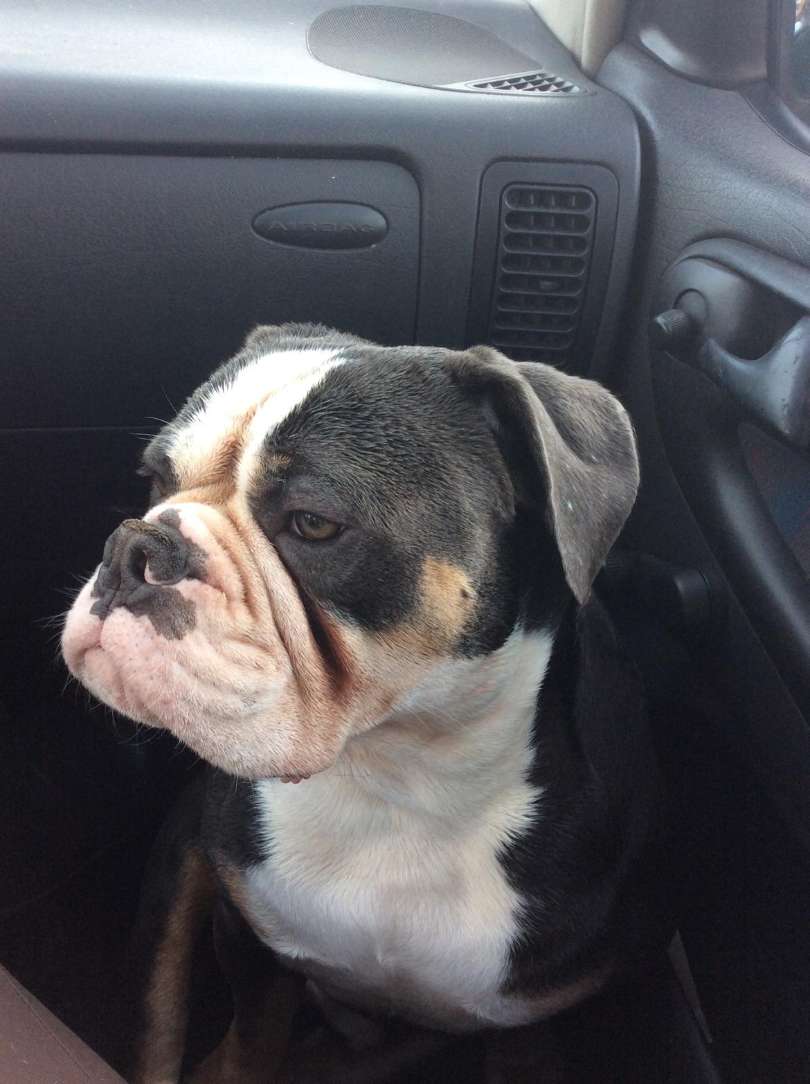 Olde english bulldogge Gundersen's Hugin billede 1