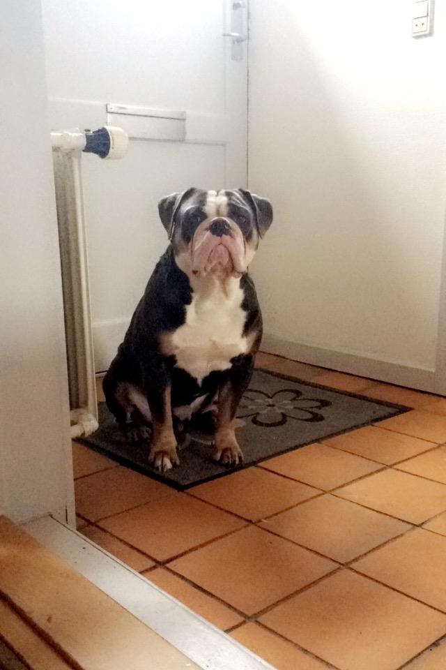 Olde english bulldogge Gundersen's Hugin billede 8