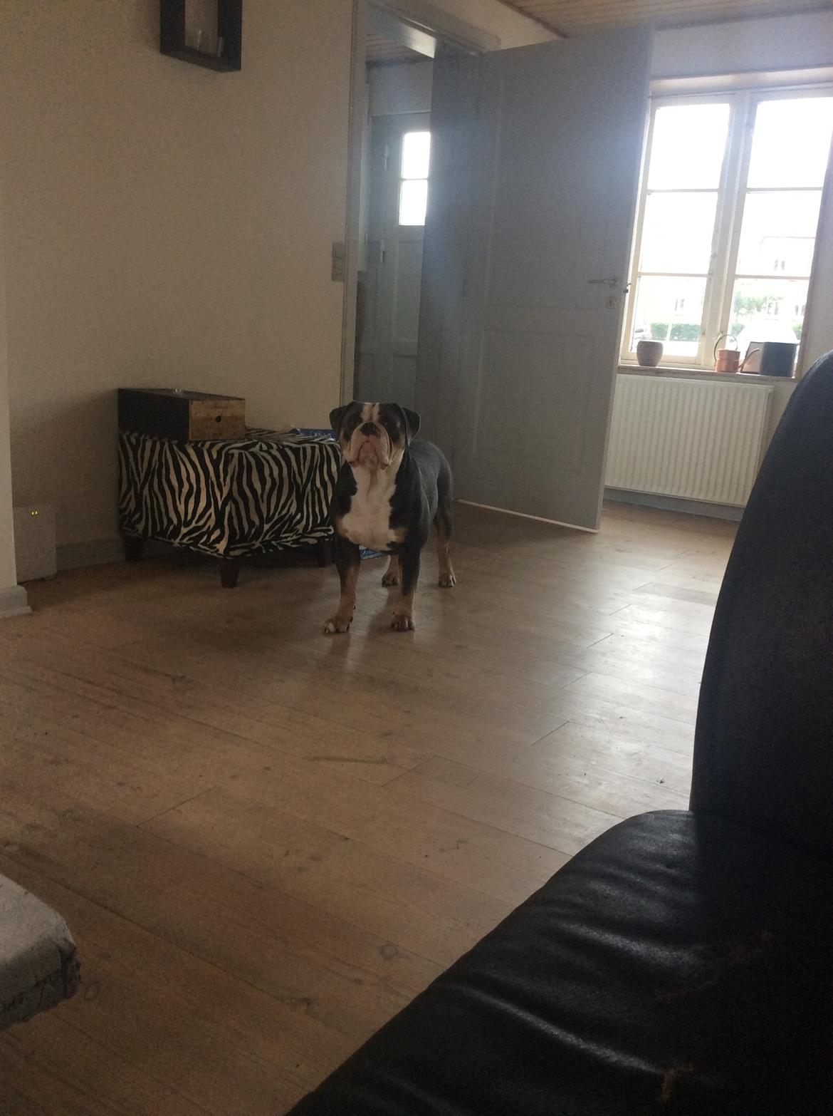 Olde english bulldogge Gundersen's Hugin billede 10