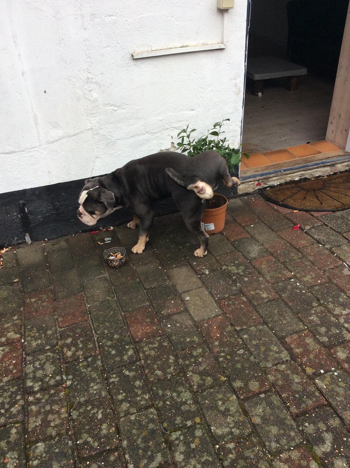 Olde english bulldogge Gundersen's Hugin billede 11