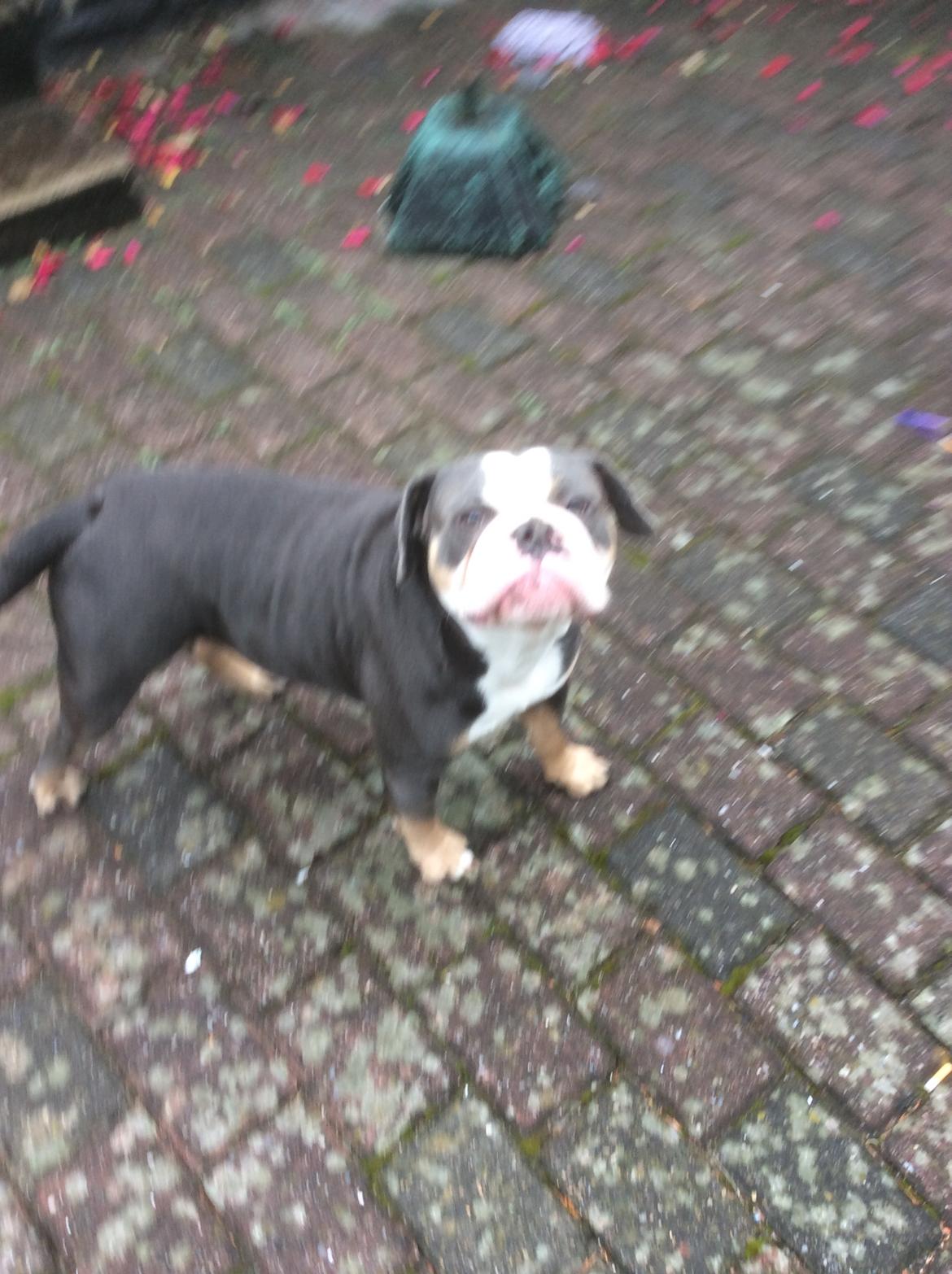 Olde english bulldogge Gundersen's Hugin billede 12