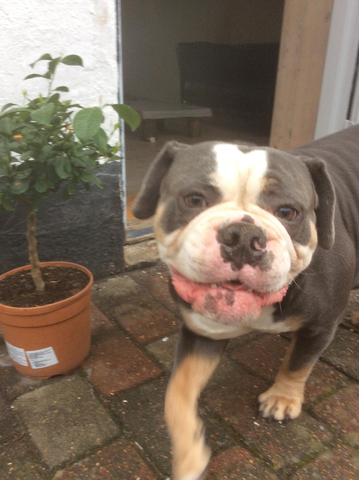 Olde english bulldogge Gundersen's Hugin billede 13