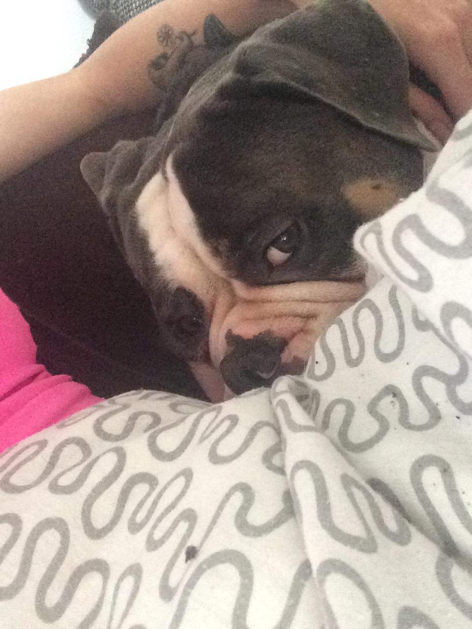 Olde english bulldogge Gundersen's Hugin billede 6