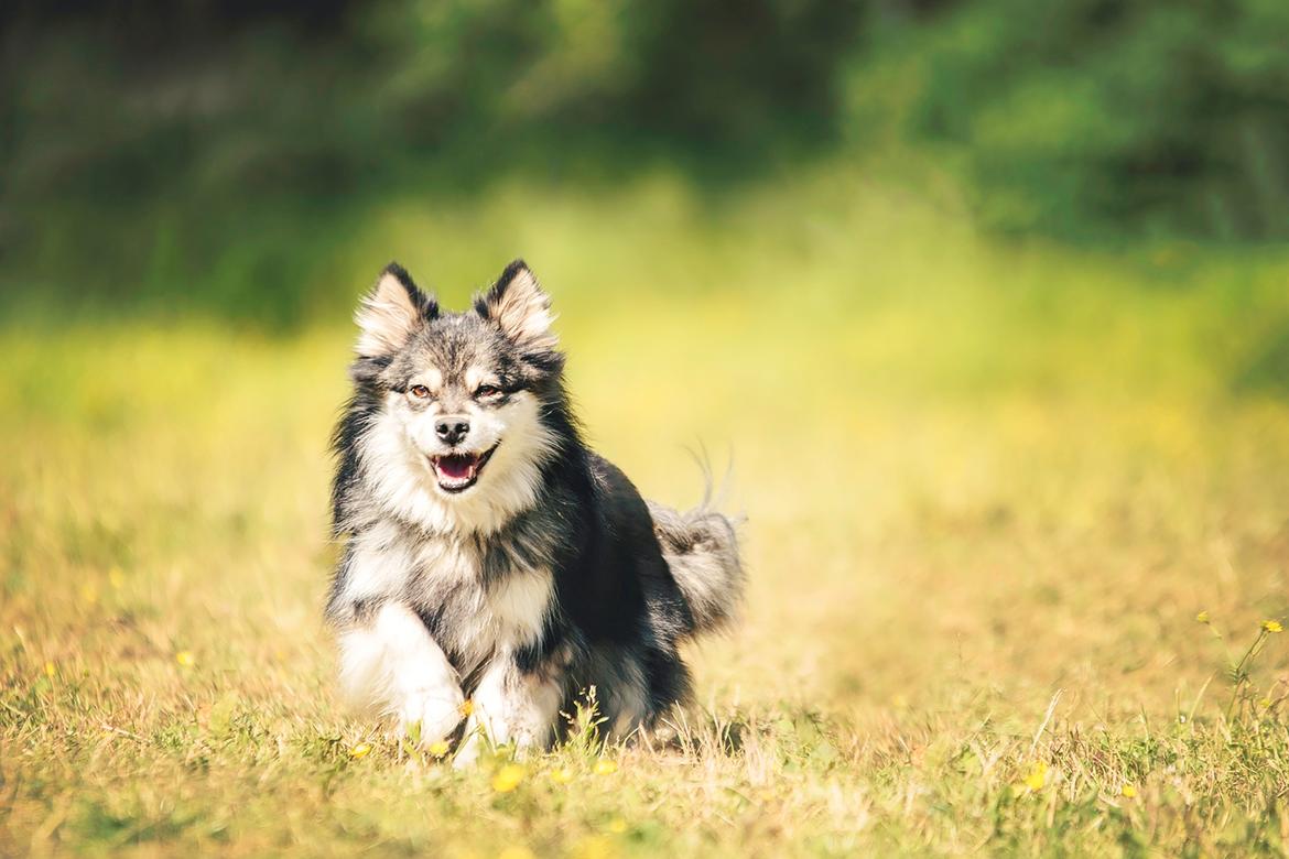 Finsk lapphund Gypsy - Taget af Katja Jensen billede 6