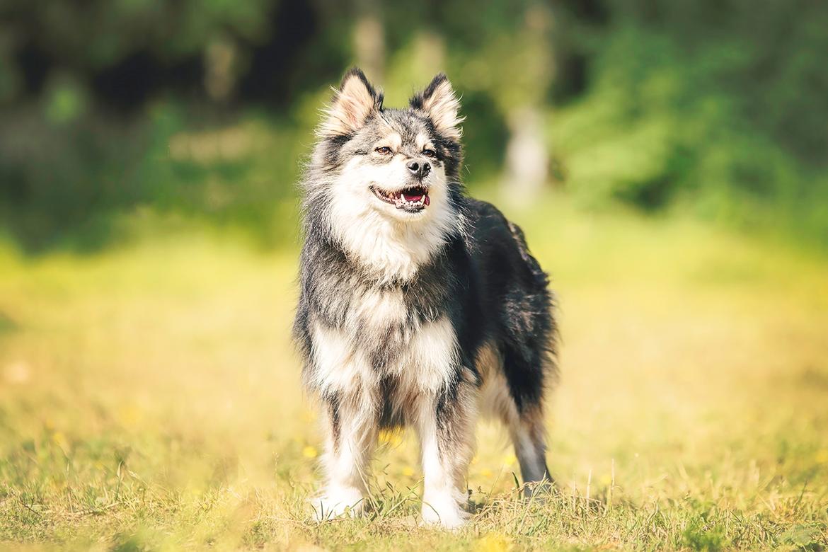 Finsk lapphund Gypsy - Taget af Katja Jensen billede 25