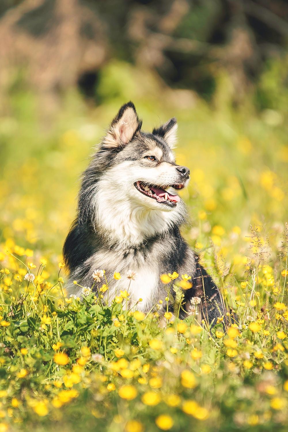 Finsk lapphund Gypsy - Taget af Katja Jensen billede 3