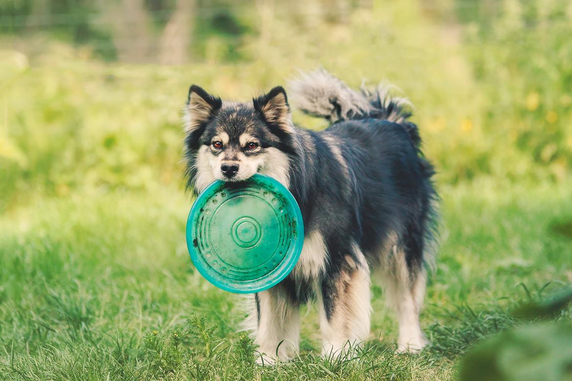 Finsk lapphund Gypsy - Taget af Katja Jensen billede 8