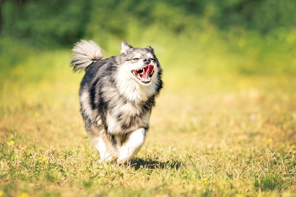 Finsk lapphund Gypsy - Taget af Katja Jensen billede 21