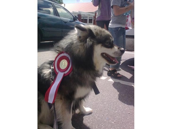 Finsk lapphund Gypsy - Børnedyrskue ved skolen billede 20