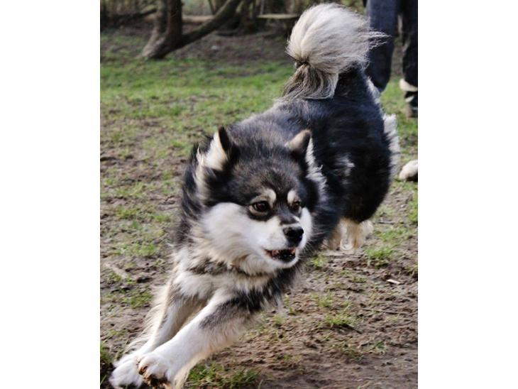 Finsk lapphund Gypsy billede 31