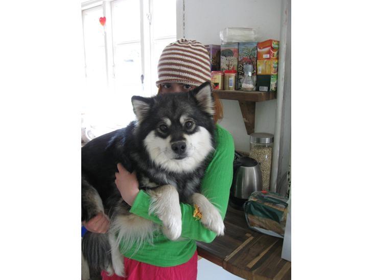 Finsk lapphund Gypsy billede 11