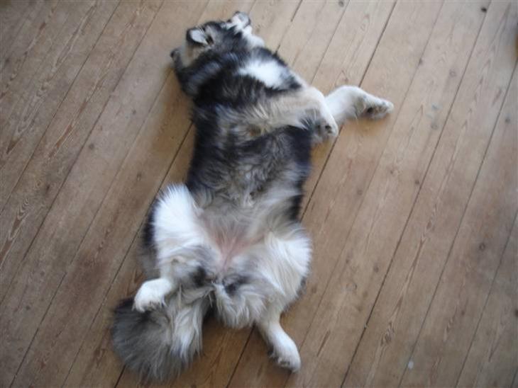 Finsk lapphund Gypsy - Tjo, sådan kan man vel også sove, når man er hund :p billede 28