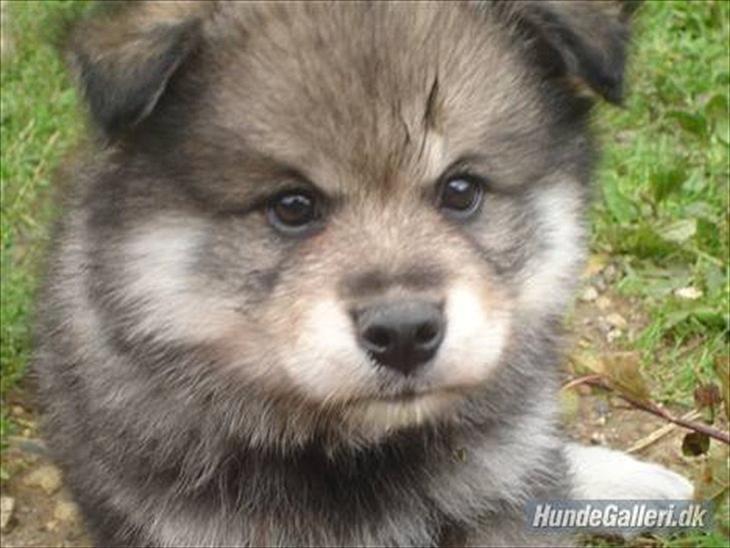 Finsk lapphund Gypsy billede 15