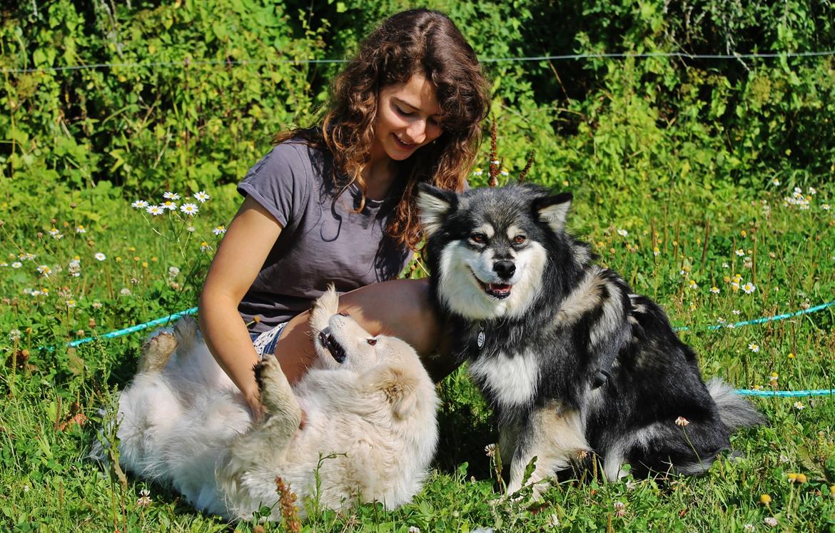 Finsk lapphund Gypsy - Luna og Gypsy billede 18