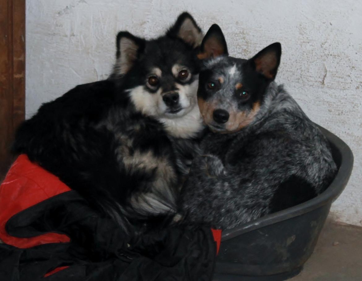 Finsk lapphund Gypsy - Gypsy og tideliger hund Bessie <3 billede 26