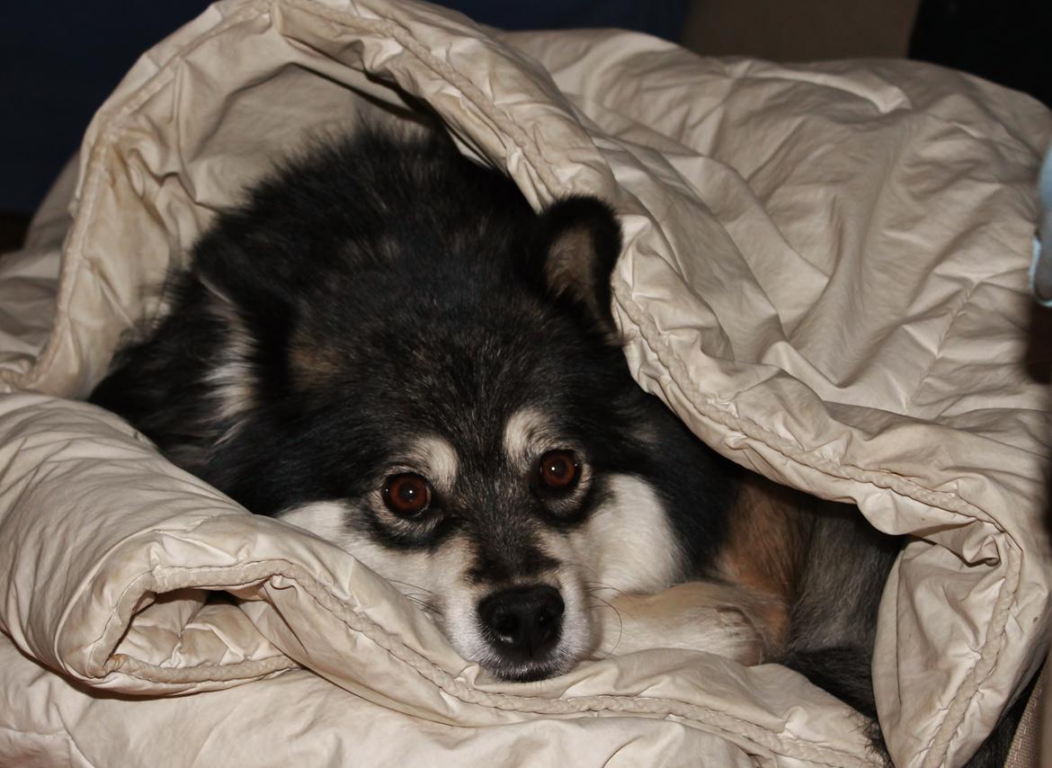 Finsk lapphund Gypsy - Puttetrold <3 billede 9