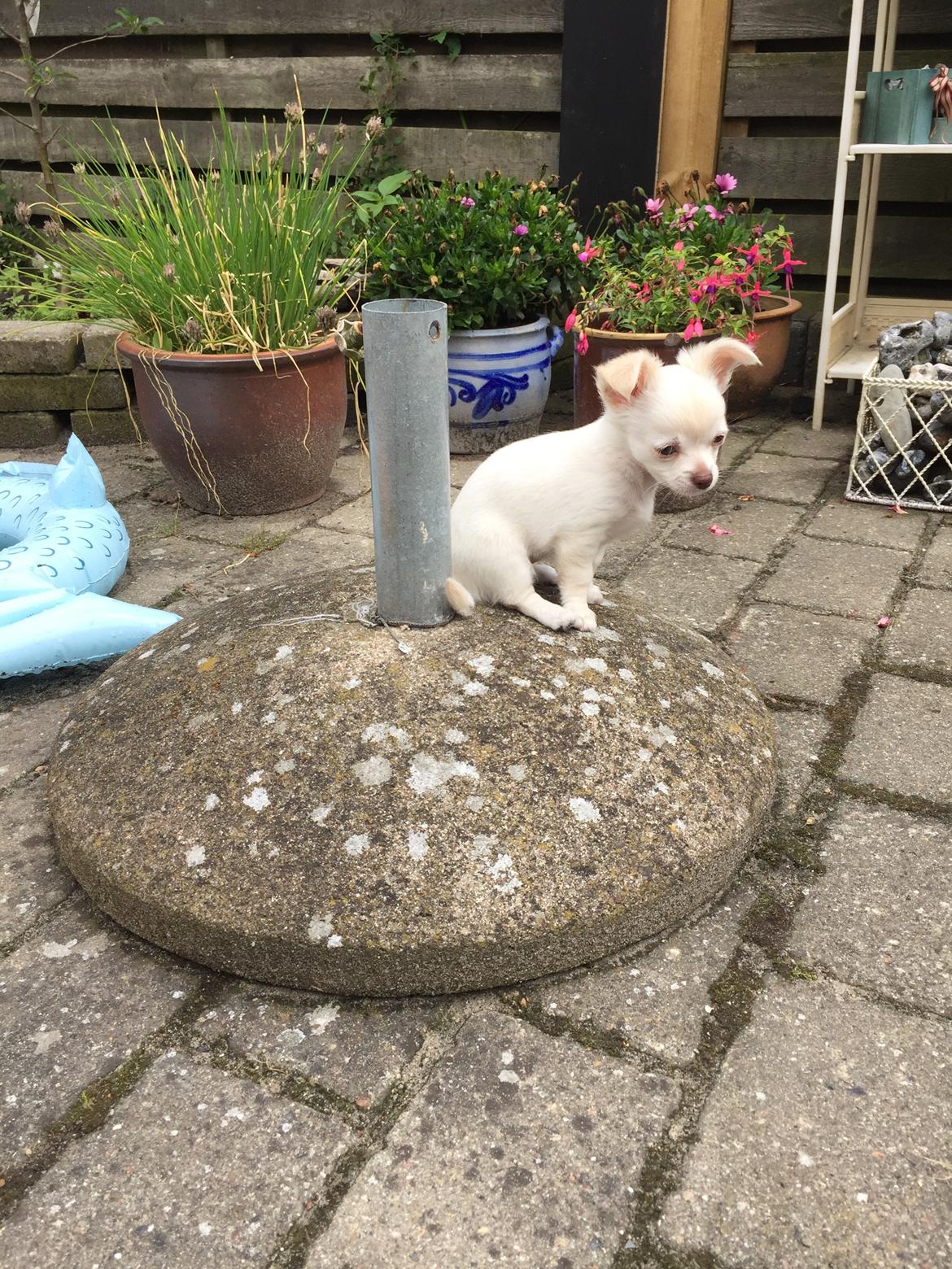 Chihuahua Ziggi billede 34