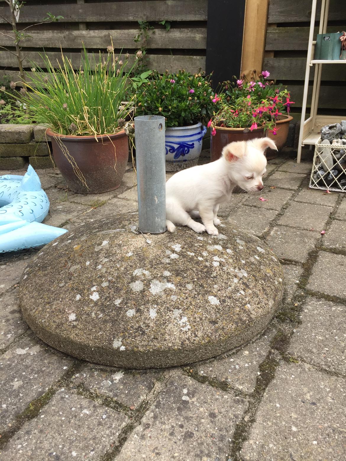 Chihuahua Ziggi billede 35