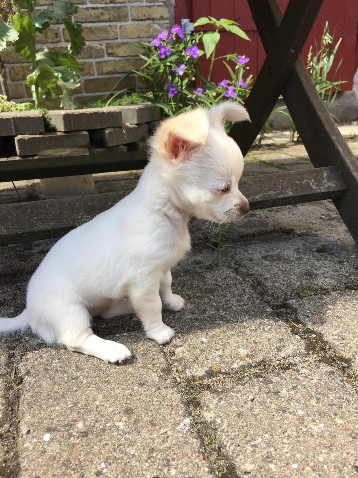 Chihuahua Ziggi billede 38