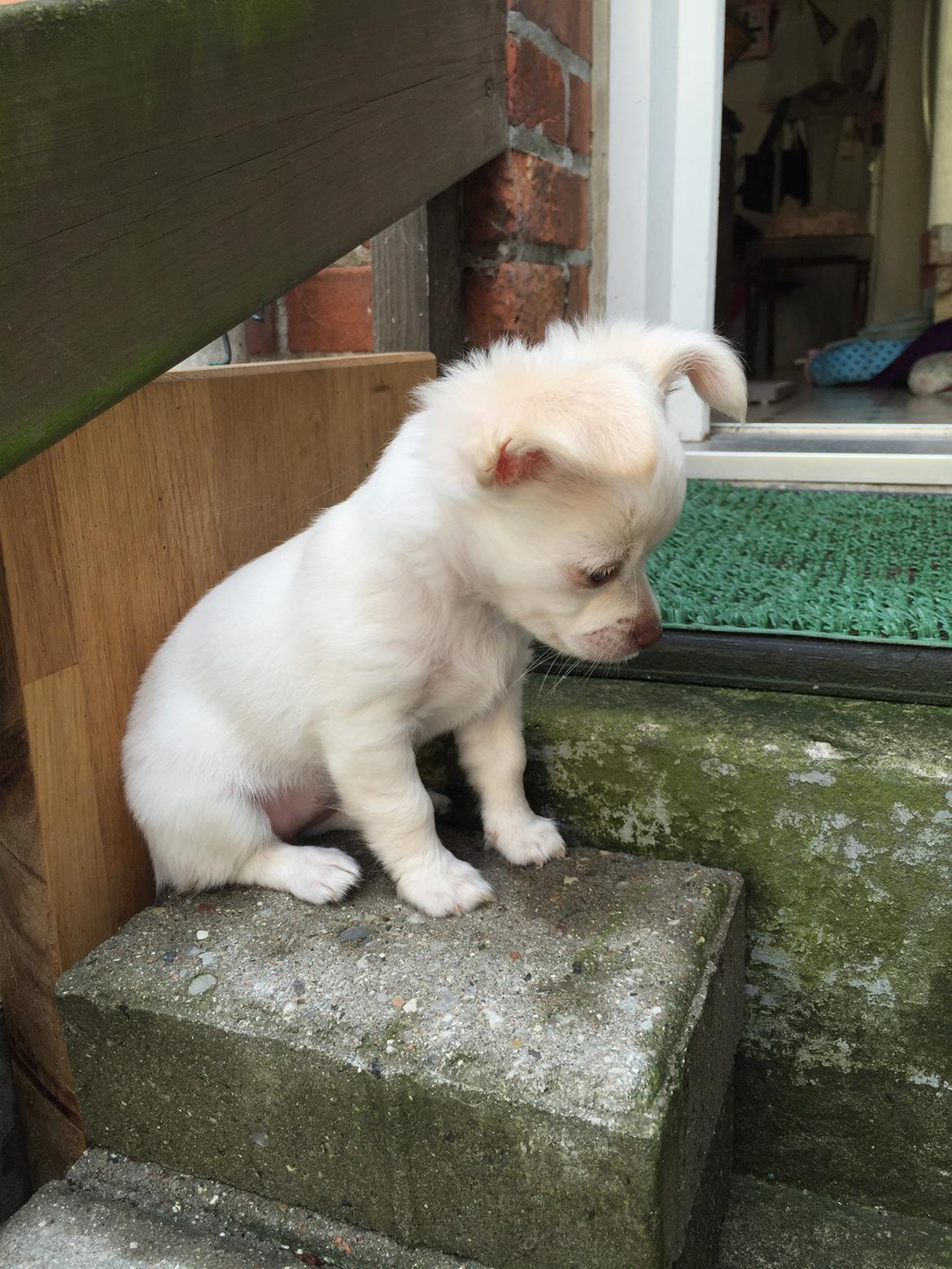 Chihuahua Ziggi billede 44