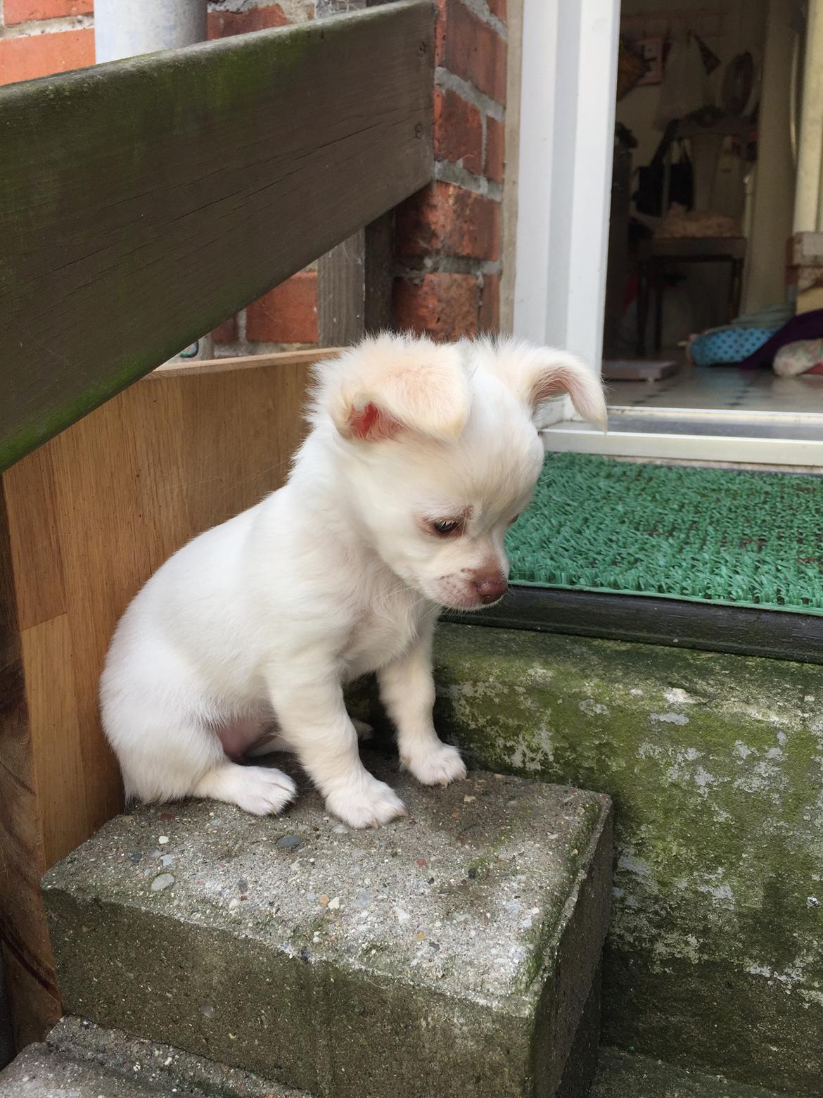 Chihuahua Ziggi billede 45