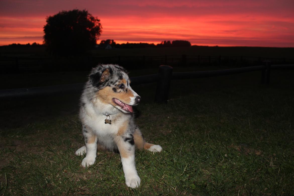 Australian shepherd Nougat billede 19