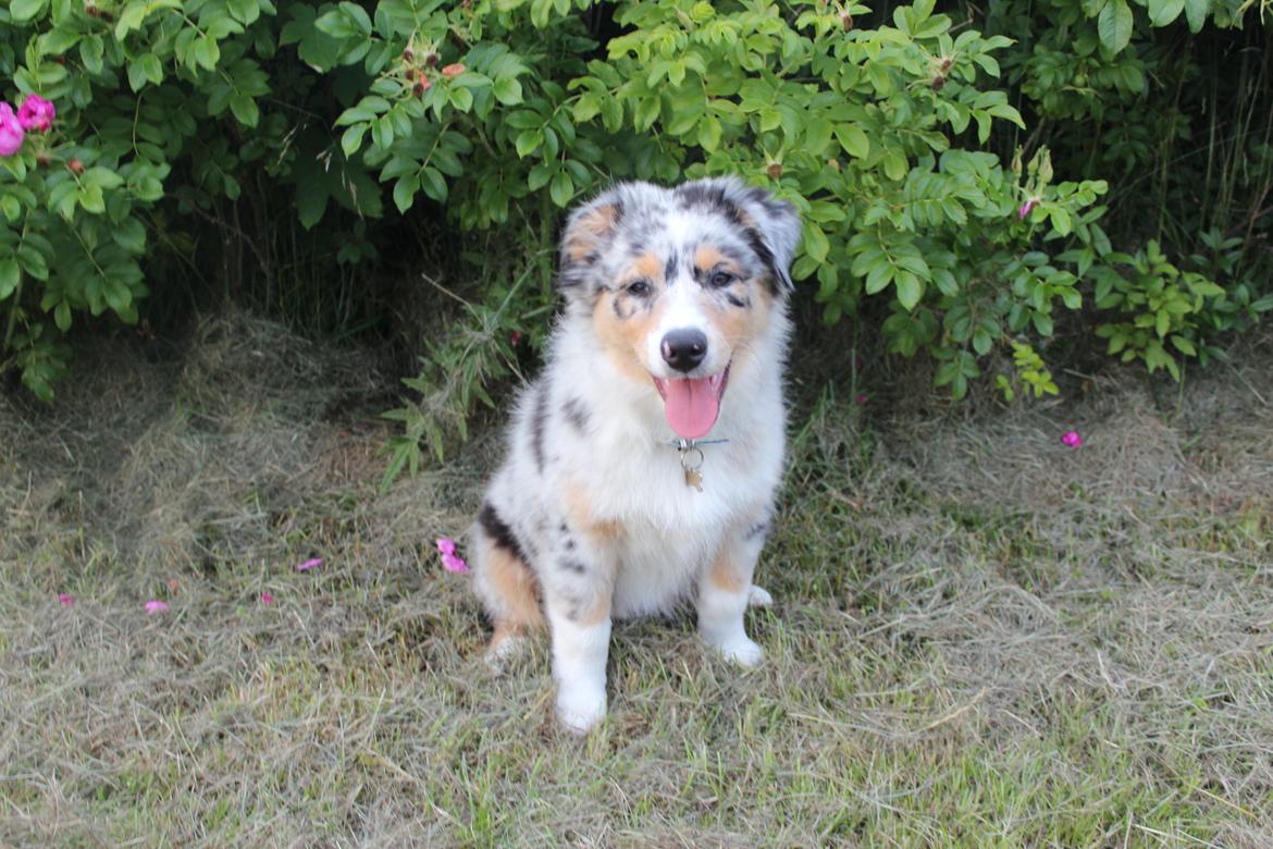 Australian shepherd Nougat billede 42