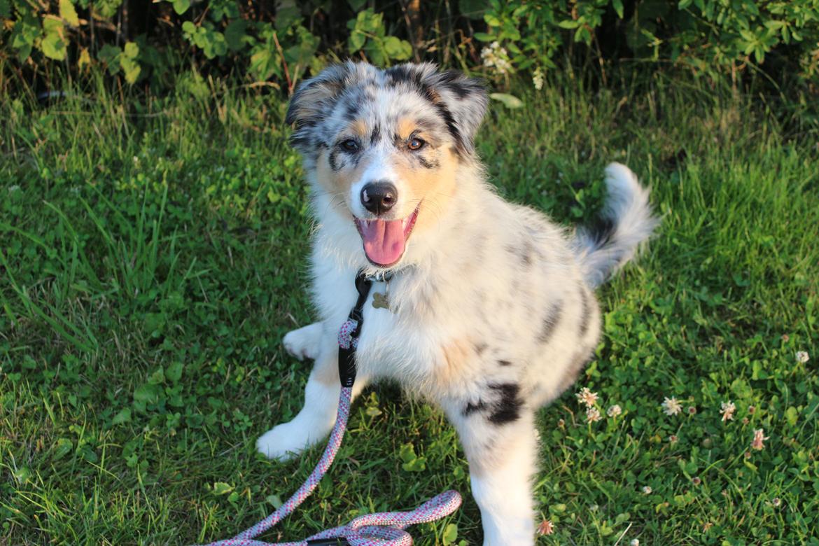Australian shepherd Nougat billede 44