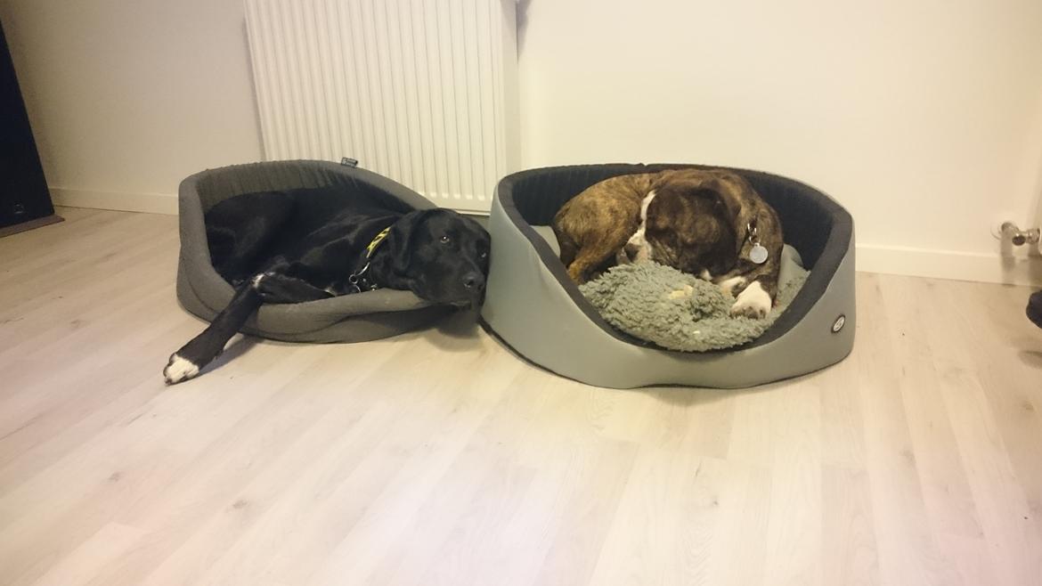 Olde english bulldogge Rod  billede 1