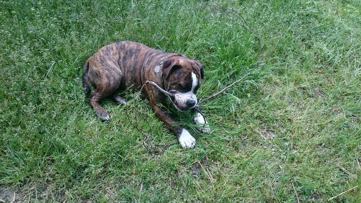 Olde english bulldogge Rod  billede 2