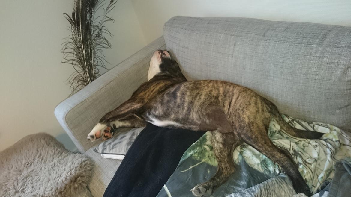 Olde english bulldogge Rod  billede 3