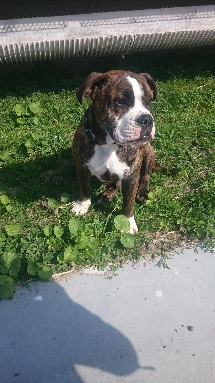 Olde english bulldogge Rod  billede 4