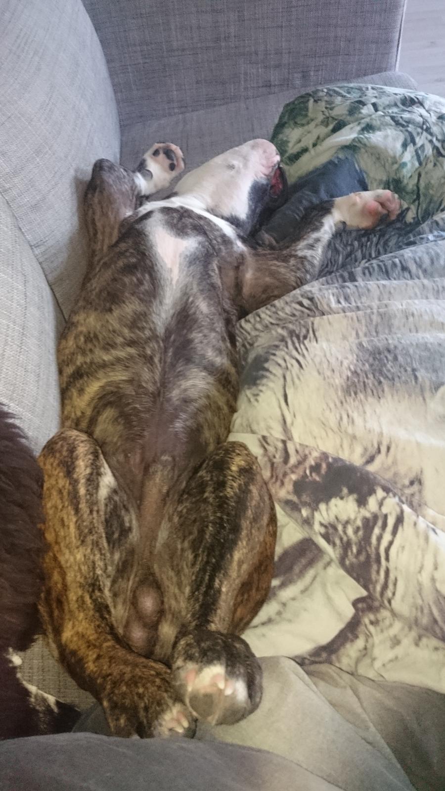 Olde english bulldogge Rod  billede 5