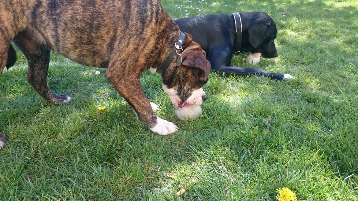 Olde english bulldogge Rod  billede 6