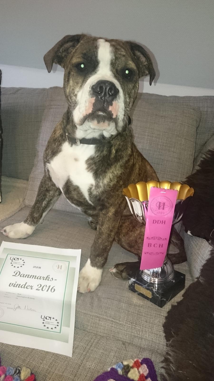 Olde english bulldogge Rod  billede 7